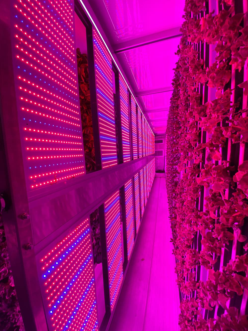 Inside Nanue's Farm hydroponic container