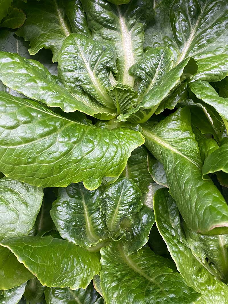 Fresh Coastal Star lettuce from Nanue's Farm