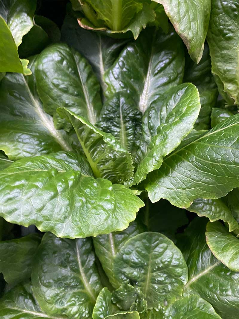 Fresh greens from Nanue's Farm