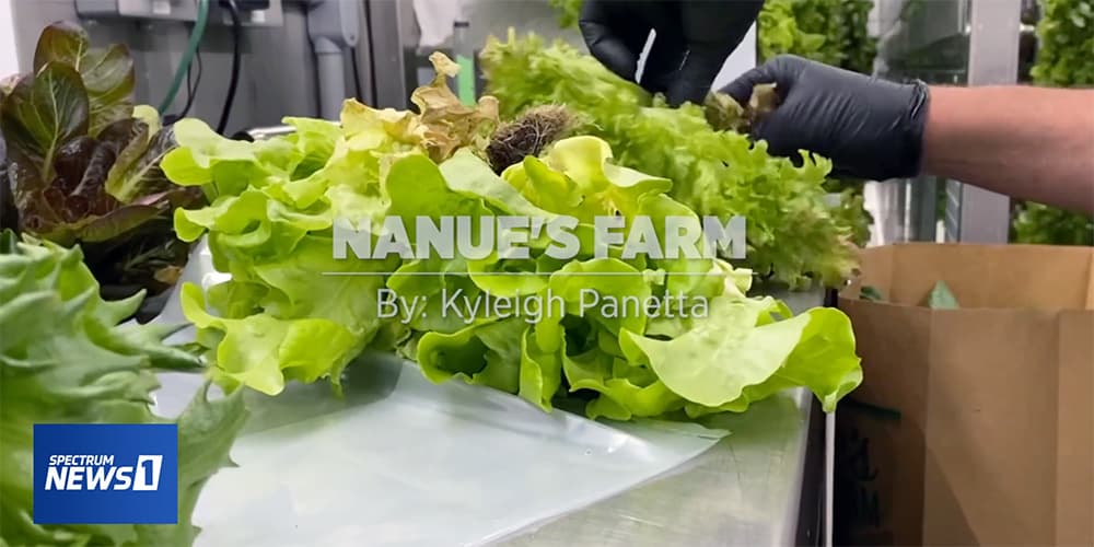 Raleigh shipping container farm uses hydroponic technology